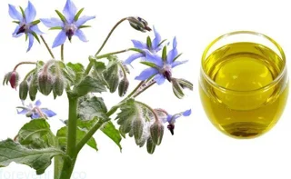 فوراور آلفا-ای فاکتور (ترمیم کننده و ضد چروک پوست)